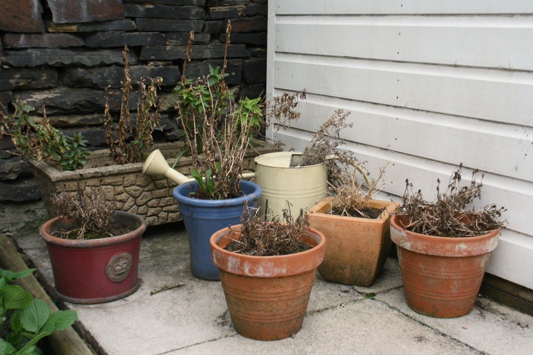 little plant caskets